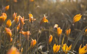 Preview wallpaper yellow flowers, flowers, bloom, grass