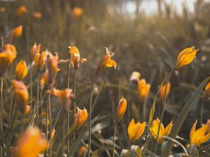 Preview wallpaper yellow flowers, flowers, bloom, grass