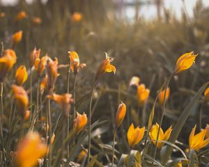 Preview wallpaper yellow flowers, flowers, bloom, grass