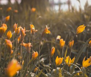 Preview wallpaper yellow flowers, flowers, bloom, grass