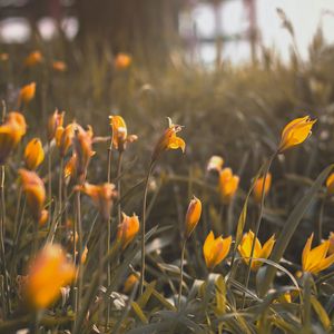 Preview wallpaper yellow flowers, flowers, bloom, grass