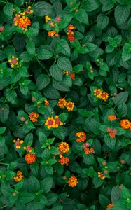 Preview wallpaper yellow flowers, flowers, flowering, leaves, plant