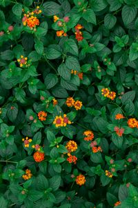 Preview wallpaper yellow flowers, flowers, flowering, leaves, plant