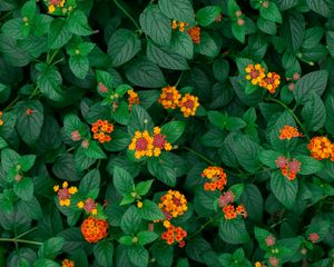 Preview wallpaper yellow flowers, flowers, flowering, leaves, plant