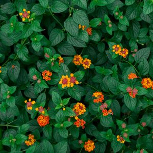 Preview wallpaper yellow flowers, flowers, flowering, leaves, plant