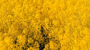 Preview wallpaper yellow flowers, flowers, wildflowers