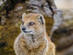 Preview wallpaper yellow mongoose, mongoose, wildlife