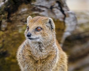 Preview wallpaper yellow mongoose, mongoose, wildlife