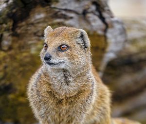 Preview wallpaper yellow mongoose, mongoose, wildlife