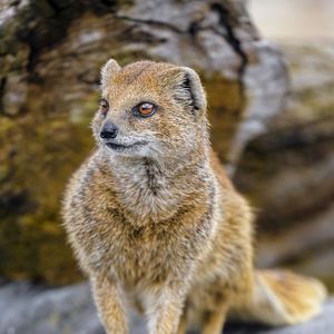 Preview wallpaper yellow mongoose, mongoose, wildlife