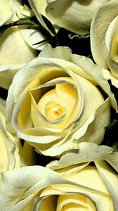 Preview wallpaper yellow roses, buds, flowers, bouquet