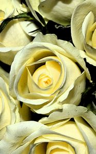 Preview wallpaper yellow roses, buds, flowers, bouquet