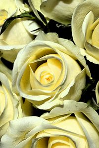 Preview wallpaper yellow roses, buds, flowers, bouquet