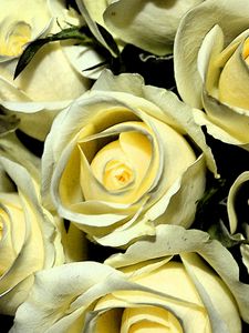 Preview wallpaper yellow roses, buds, flowers, bouquet