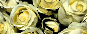 Preview wallpaper yellow roses, buds, flowers, bouquet