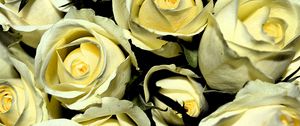 Preview wallpaper yellow roses, buds, flowers, bouquet