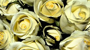 Preview wallpaper yellow roses, buds, flowers, bouquet