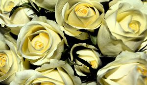 Preview wallpaper yellow roses, buds, flowers, bouquet