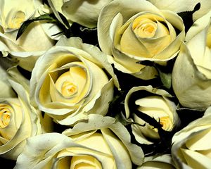 Preview wallpaper yellow roses, buds, flowers, bouquet