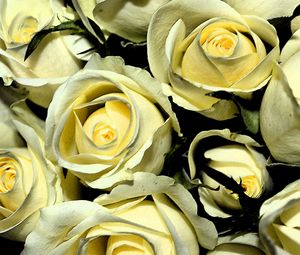 Preview wallpaper yellow roses, buds, flowers, bouquet