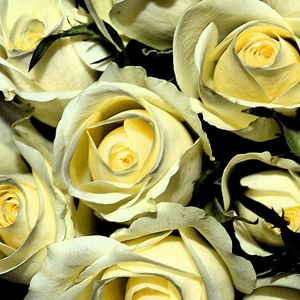 Preview wallpaper yellow roses, buds, flowers, bouquet