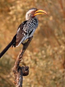 Preview wallpaper yellow-billed hornbill, hornbill, bird, beak, wildlife, branch