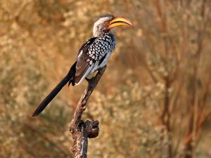 Preview wallpaper yellow-billed hornbill, hornbill, bird, beak, wildlife, branch