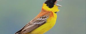 Preview wallpaper yellowhammer, bird, beak