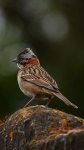 Preview wallpaper yellowhammer, bird, stone, moss, blur, wildlife