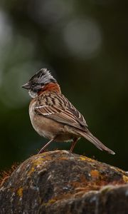 Preview wallpaper yellowhammer, bird, stone, moss, blur, wildlife