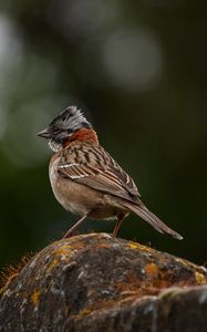 Preview wallpaper yellowhammer, bird, stone, moss, blur, wildlife