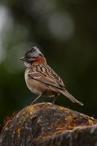 Preview wallpaper yellowhammer, bird, stone, moss, blur, wildlife