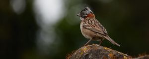 Preview wallpaper yellowhammer, bird, stone, moss, blur, wildlife