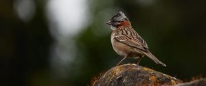 Preview wallpaper yellowhammer, bird, stone, moss, blur, wildlife