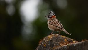 Preview wallpaper yellowhammer, bird, stone, moss, blur, wildlife