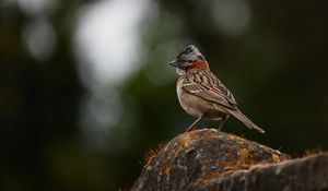 Preview wallpaper yellowhammer, bird, stone, moss, blur, wildlife