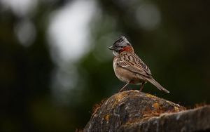 Preview wallpaper yellowhammer, bird, stone, moss, blur, wildlife