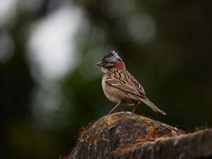 Preview wallpaper yellowhammer, bird, stone, moss, blur, wildlife