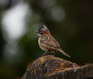 Preview wallpaper yellowhammer, bird, stone, moss, blur, wildlife