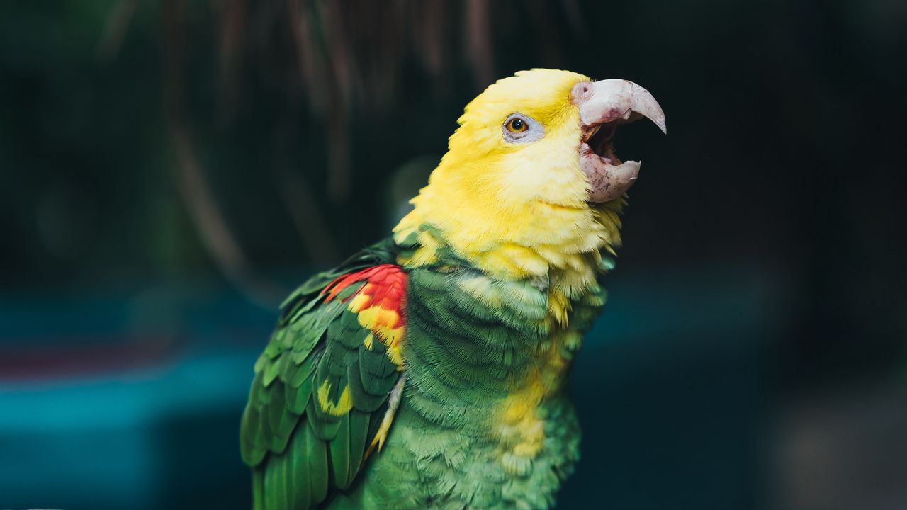 Wallpaper yellow-headed amazon, parrot, bird, beak, color