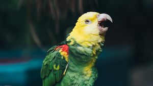 Preview wallpaper yellow-headed amazon, parrot, bird, beak, color