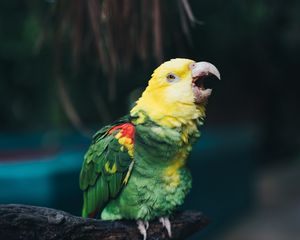 Preview wallpaper yellow-headed amazon, parrot, bird, beak, color