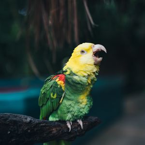 Preview wallpaper yellow-headed amazon, parrot, bird, beak, color