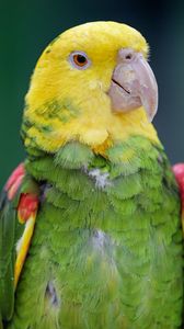 Preview wallpaper yellow-headed parrot, parrot, bird, bright