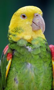 Preview wallpaper yellow-headed parrot, parrot, bird, bright