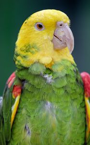 Preview wallpaper yellow-headed parrot, parrot, bird, bright