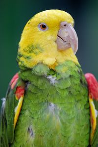 Preview wallpaper yellow-headed parrot, parrot, bird, bright