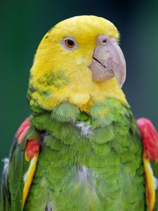 Preview wallpaper yellow-headed parrot, parrot, bird, bright