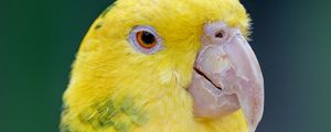 Preview wallpaper yellow-headed parrot, parrot, bird, bright