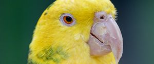 Preview wallpaper yellow-headed parrot, parrot, bird, bright